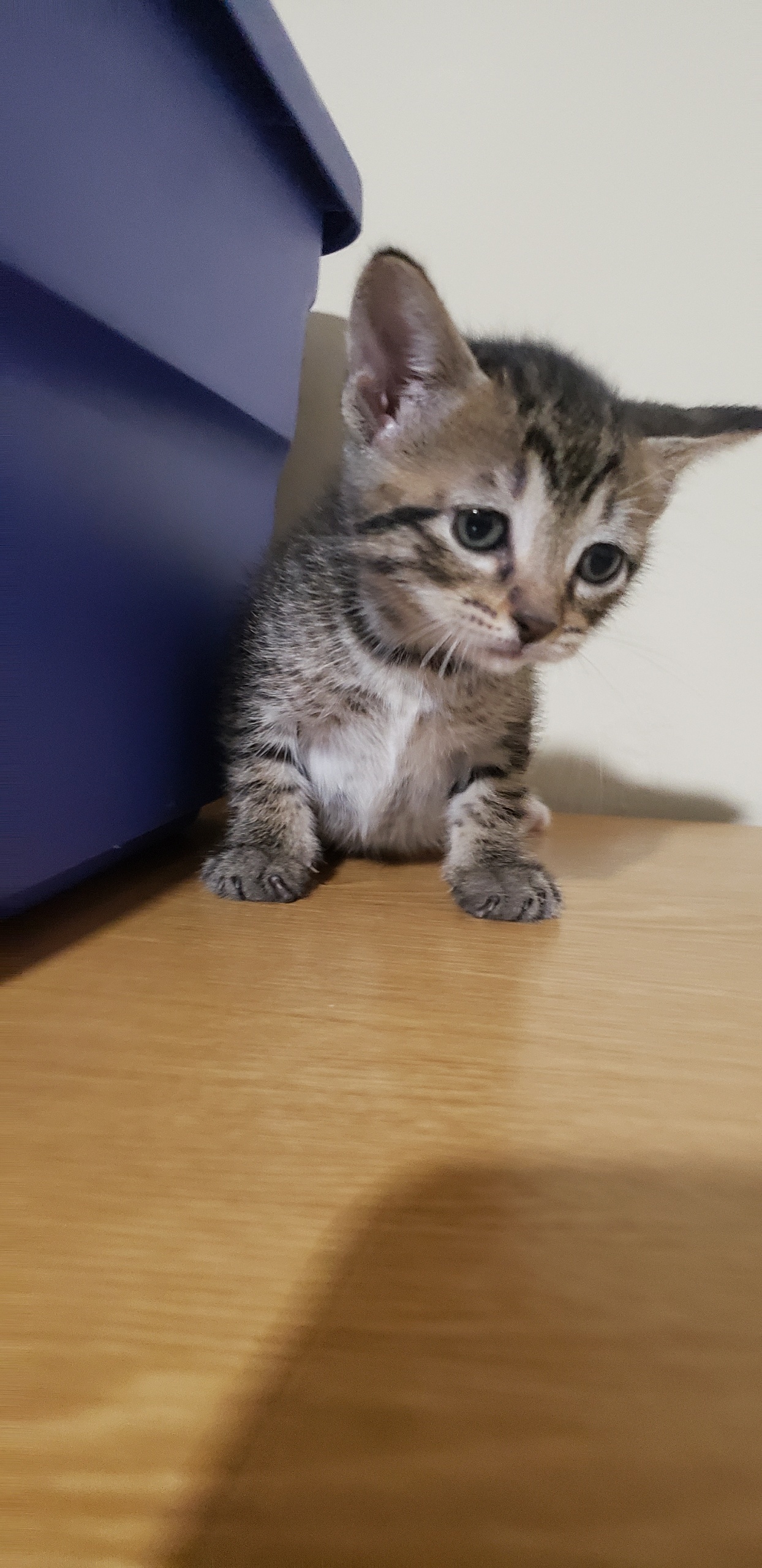 Enlarge Yuzu, a Adoptable Tabby in kingwood, TX image 3/3