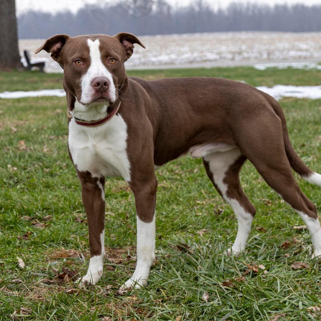 Enlarge Carson, a Adoptable Mixed Breed in Troy, IL image 1/5