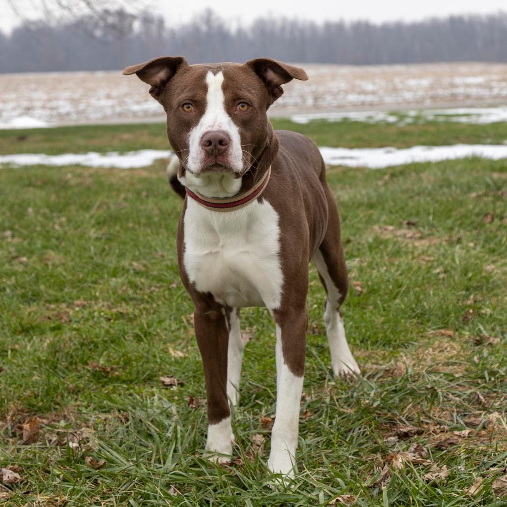 Enlarge Carson, a Adoptable Mixed Breed in Troy, IL image 2/5