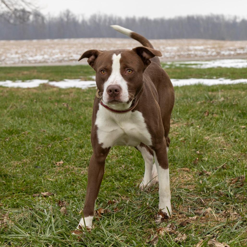 Enlarge Carson, a Adoptable Mixed Breed in Troy, IL image 4/5