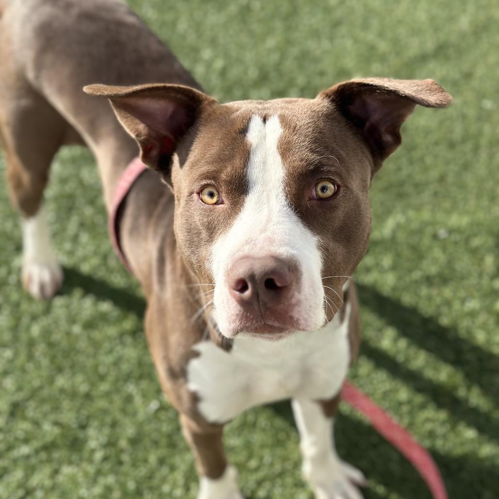 Enlarge Carson, a Adoptable Mixed Breed in Troy, IL image 5/5