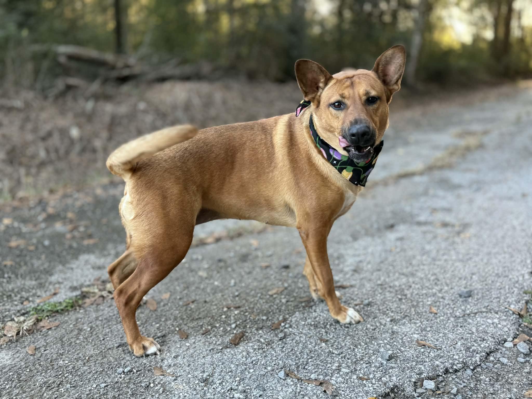 Riley Roo, a Adoptable Mixed Breed in Baton Rouge, LA image 1/6