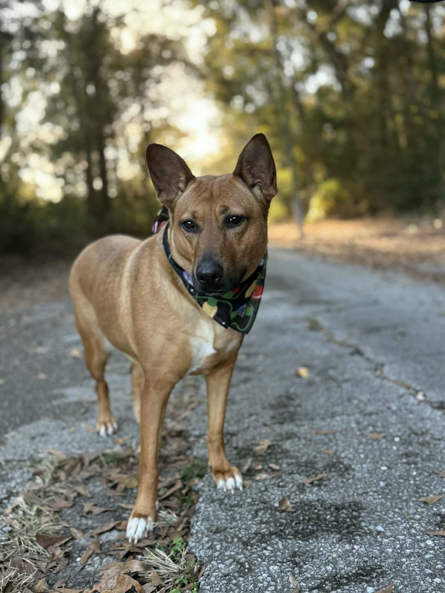 Riley Roo, a Adoptable Mixed Breed in Baton Rouge, LA image 2/6