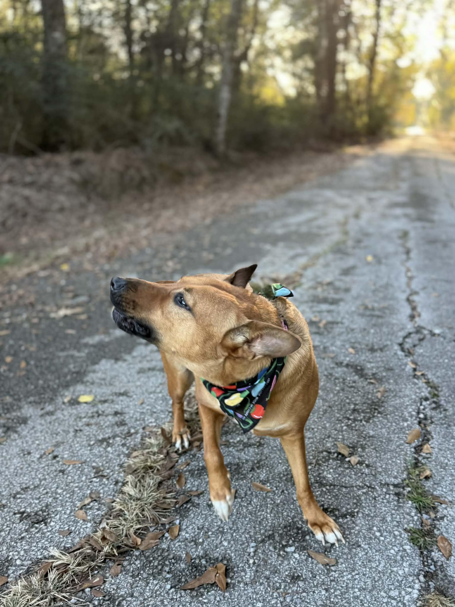 Riley Roo, a Adoptable Mixed Breed in Baton Rouge, LA image 3/6