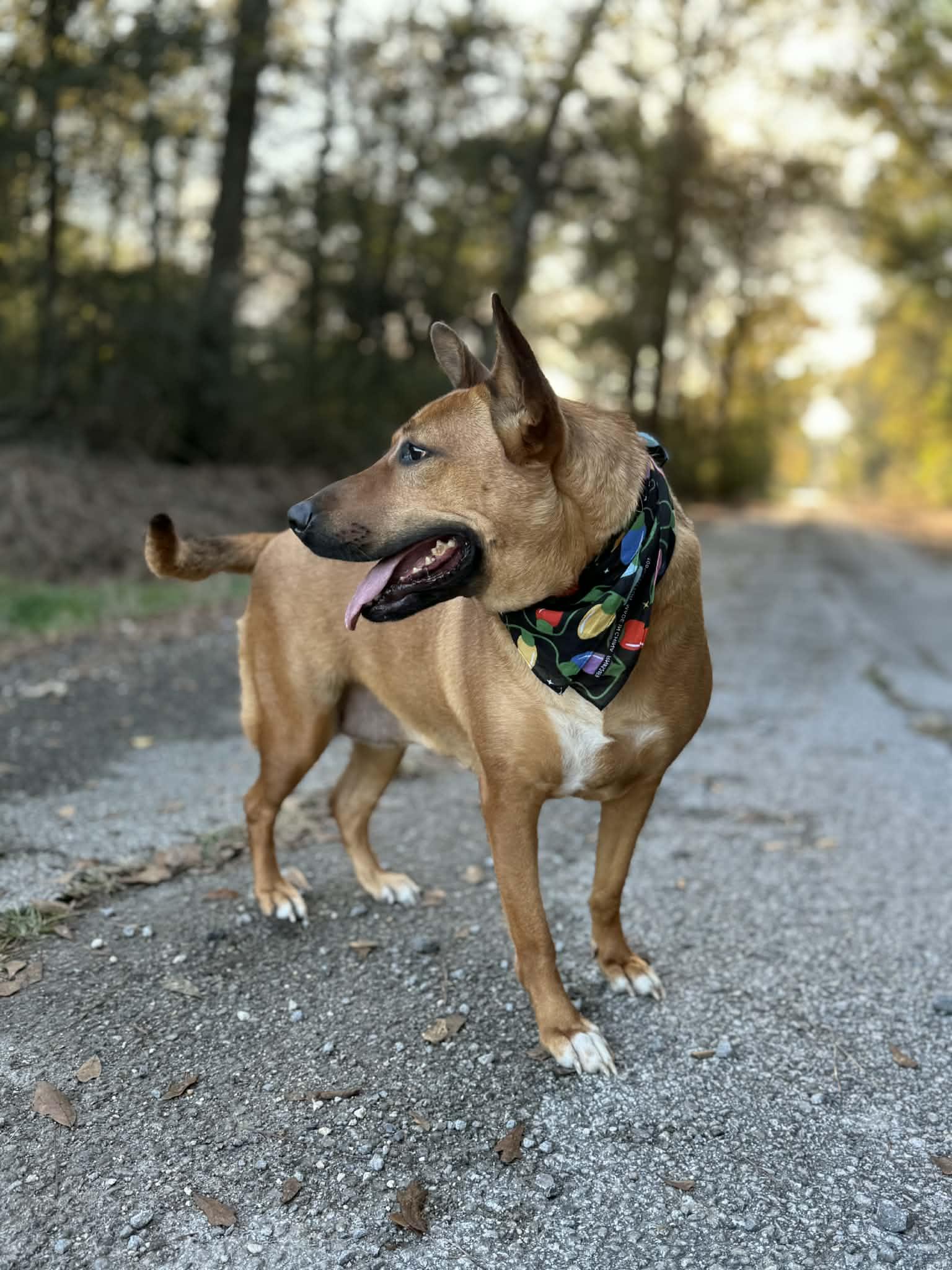 Riley Roo, a Adoptable Mixed Breed in Baton Rouge, LA image 4/6