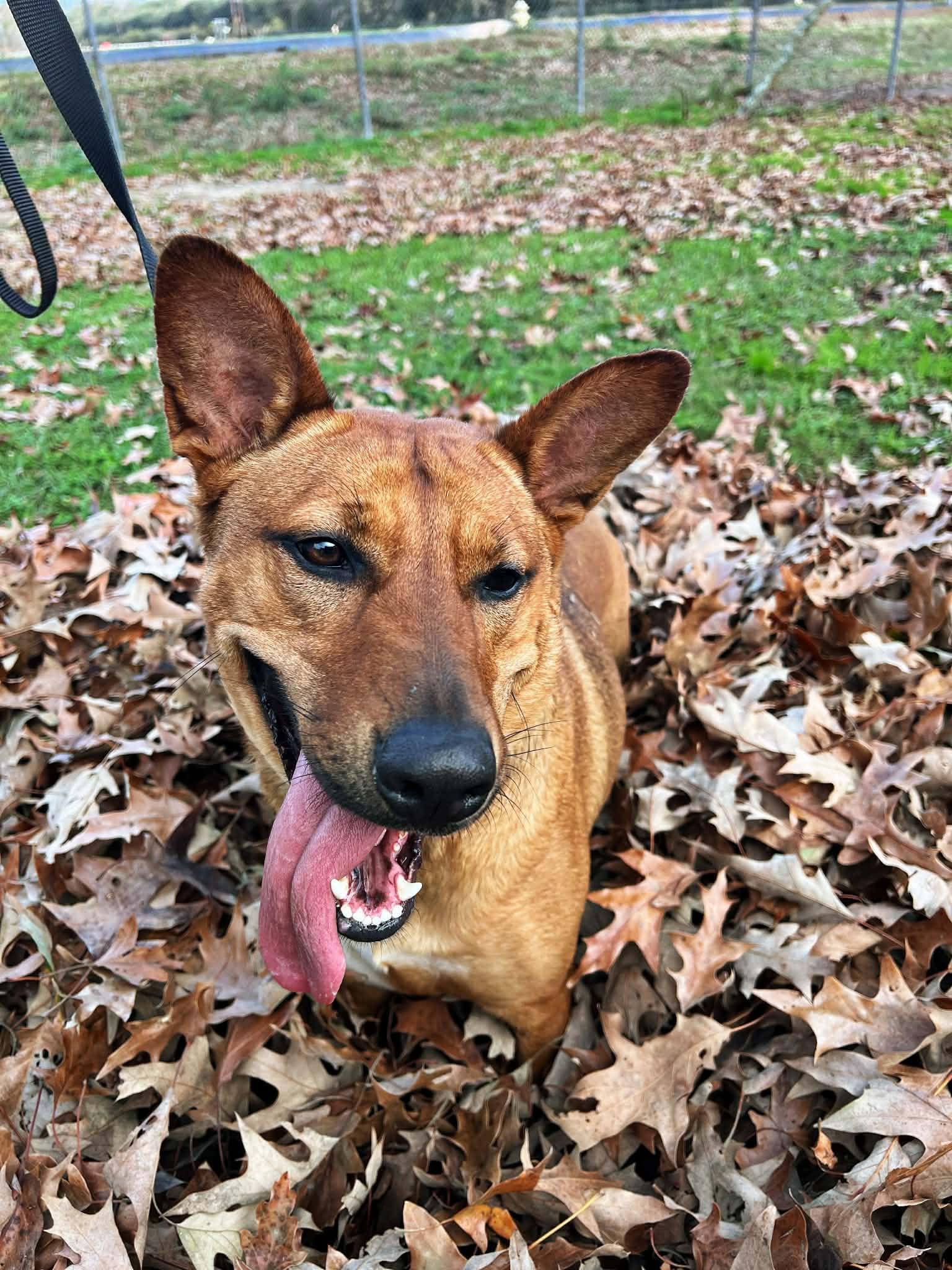 Riley Roo, a Adoptable Mixed Breed in Baton Rouge, LA image 5/6