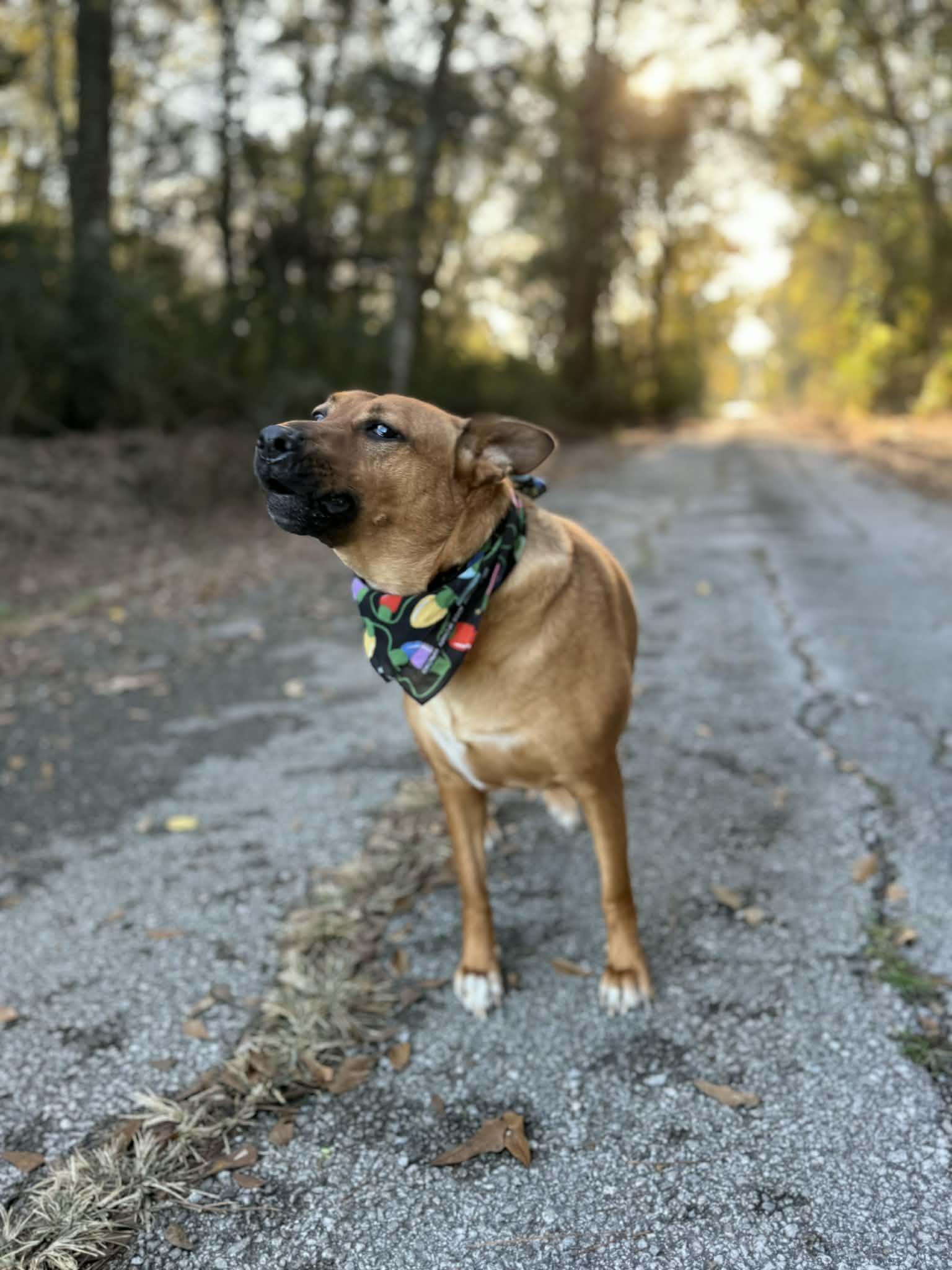 Riley Roo, a Adoptable Mixed Breed in Baton Rouge, LA image 6/6