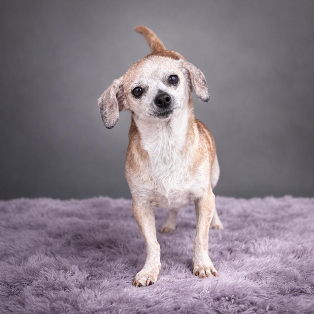 Enlarge Jolene, a Adoptable Chihuahua in Hardeeville, SC image 1/1