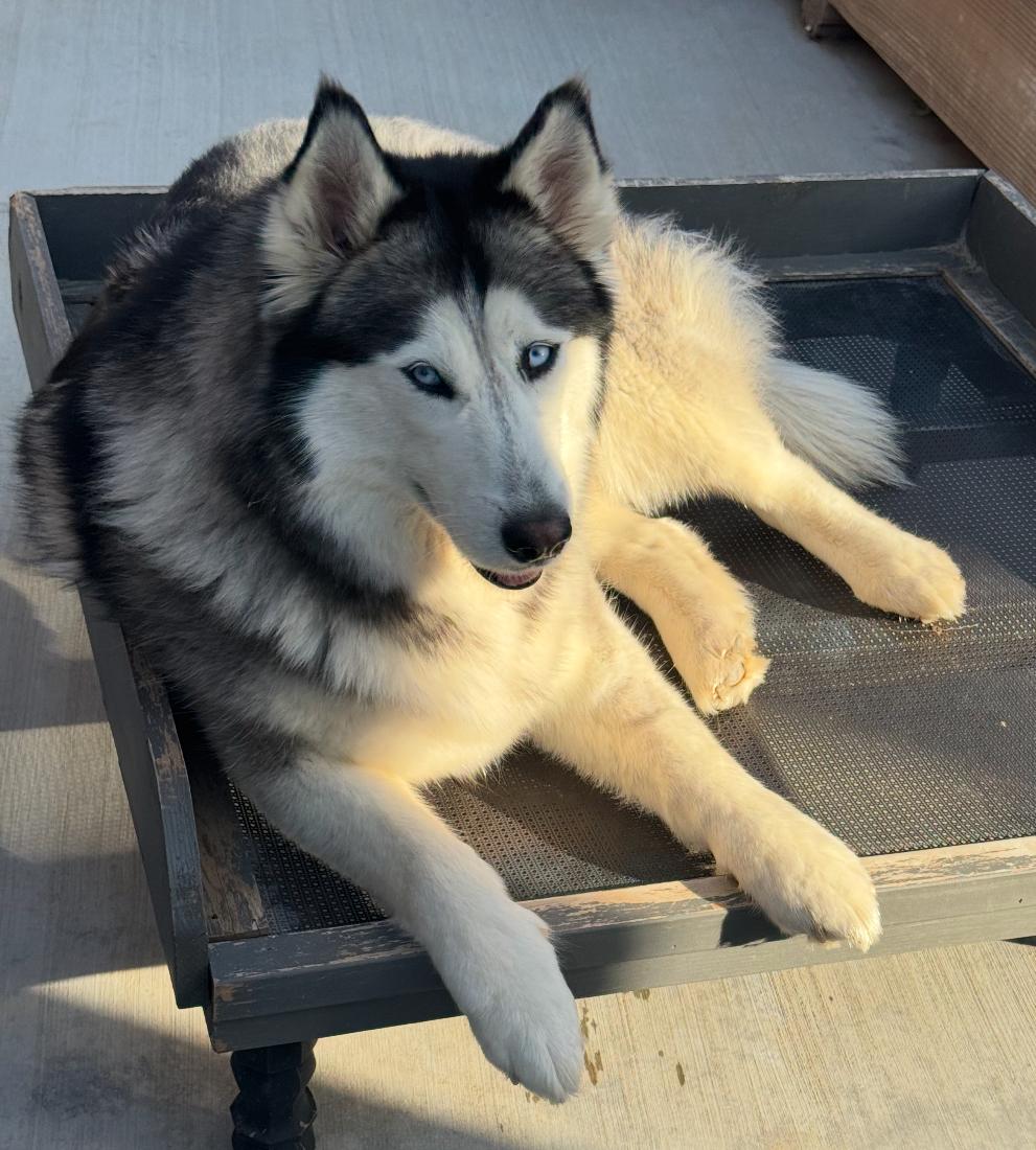 Enlarge Hannah, a Adoptable Siberian Husky in Hesperia, CA image 1/1