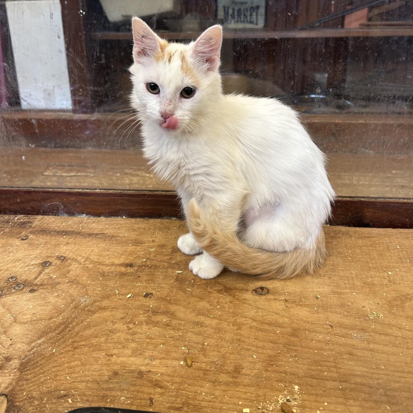 Enlarge Sassafras, a Adopted Domestic Medium Hair in Springdale, AR image 2/4