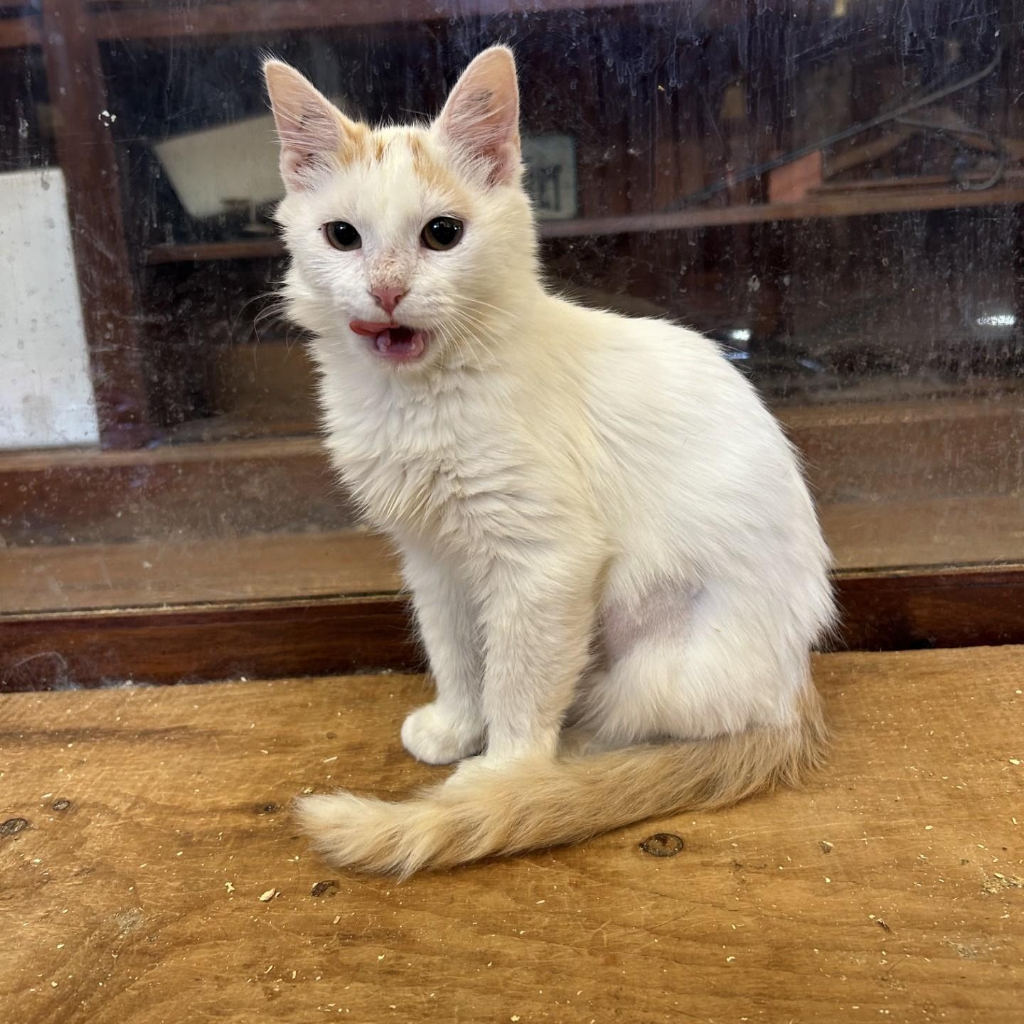 Enlarge Sassafras, a Adopted Domestic Medium Hair in Springdale, AR image 3/4