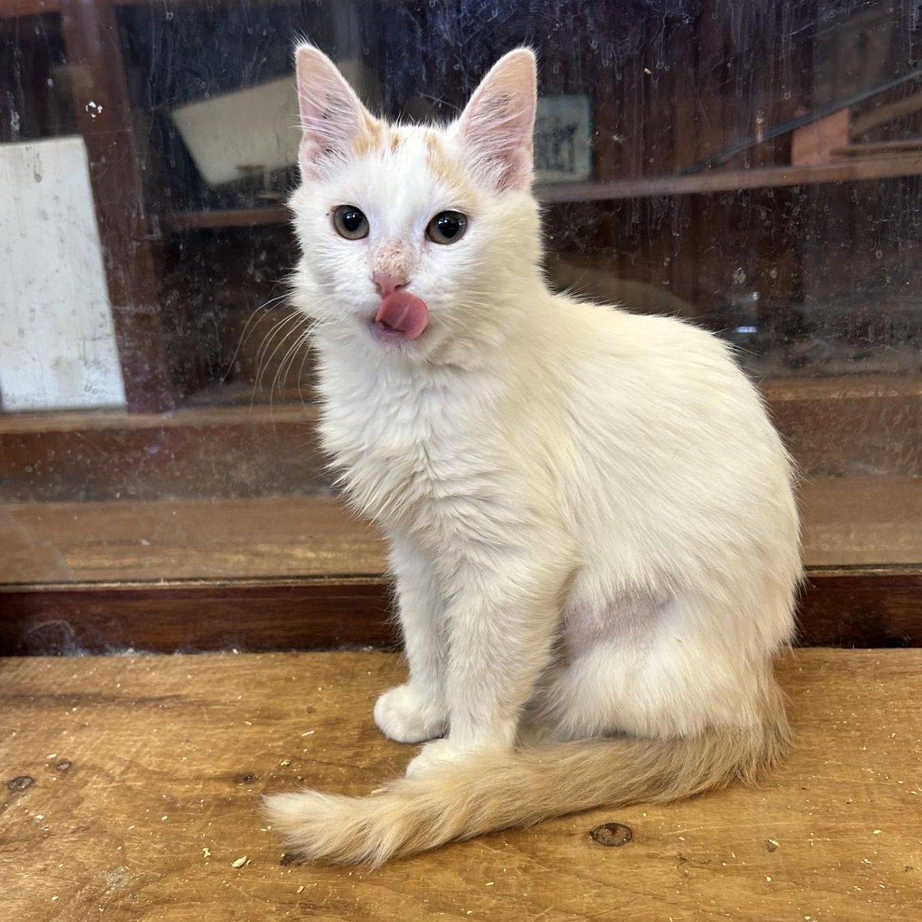 Enlarge Sassafras, a Adopted Domestic Medium Hair in Springdale, AR image 1/4