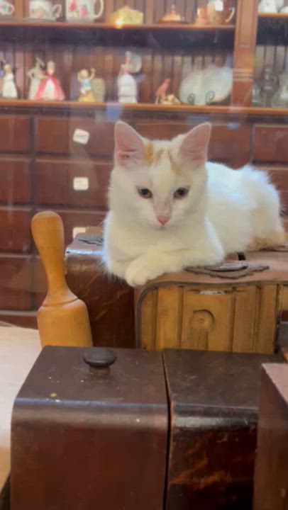Enlarge Sassafras, a Adopted Domestic Medium Hair in Springdale, AR video 4/4