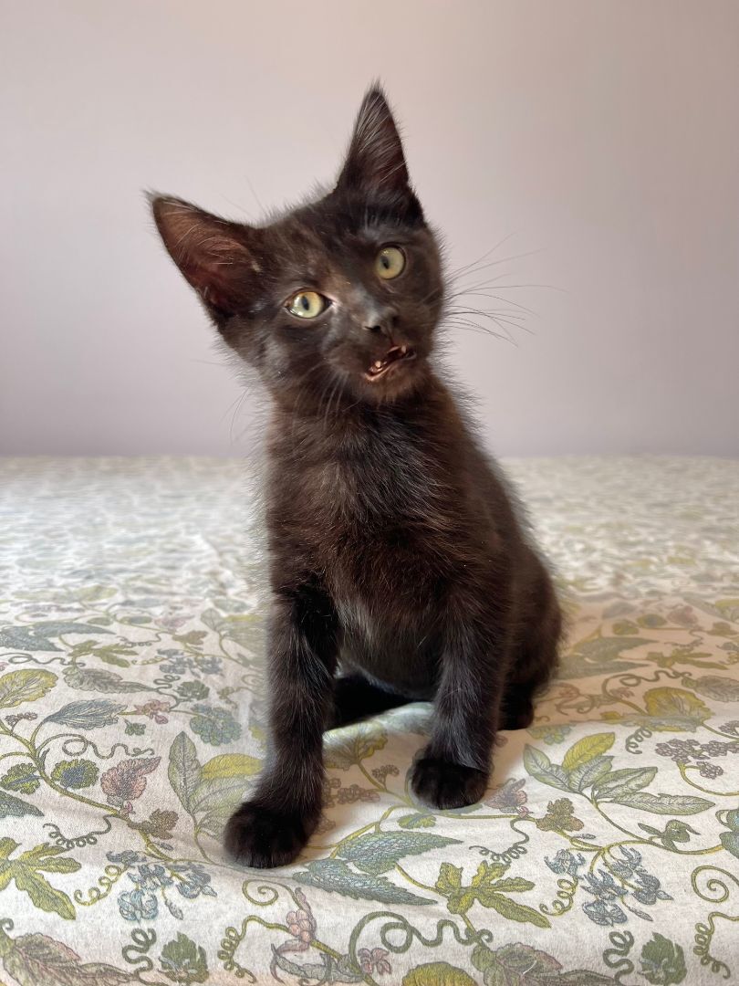 Peach & Mississippi Mud, Adopted, Kitten Female Domestic Medium Hair & Domestic Short Hair.