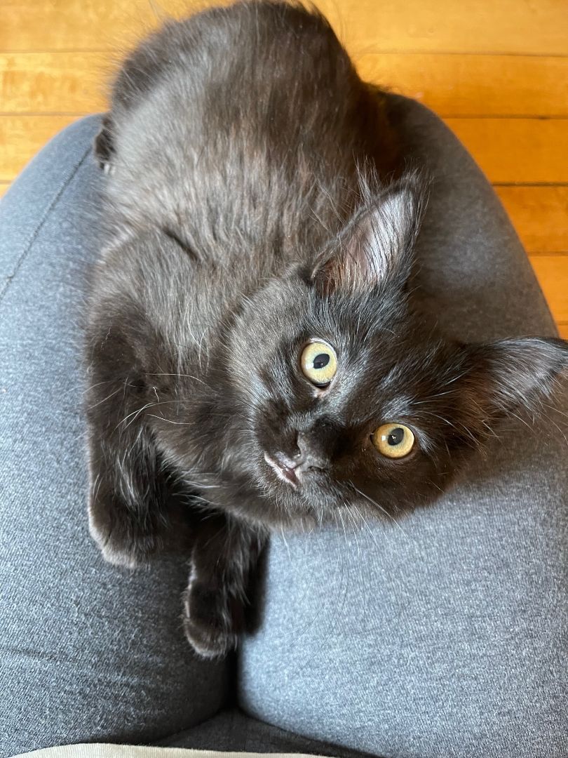 Peach & Mississippi Mud, a Adopted mixed breed in Milwaukee, WI image 2/13