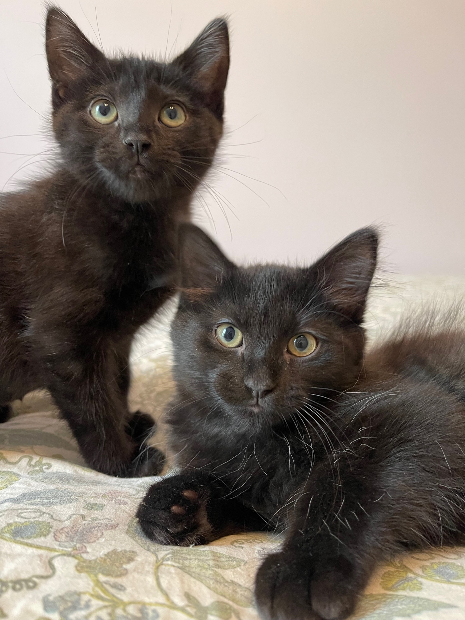 Peach & Mississippi Mud, a Adopted mixed breed in Milwaukee, WI image 3/13