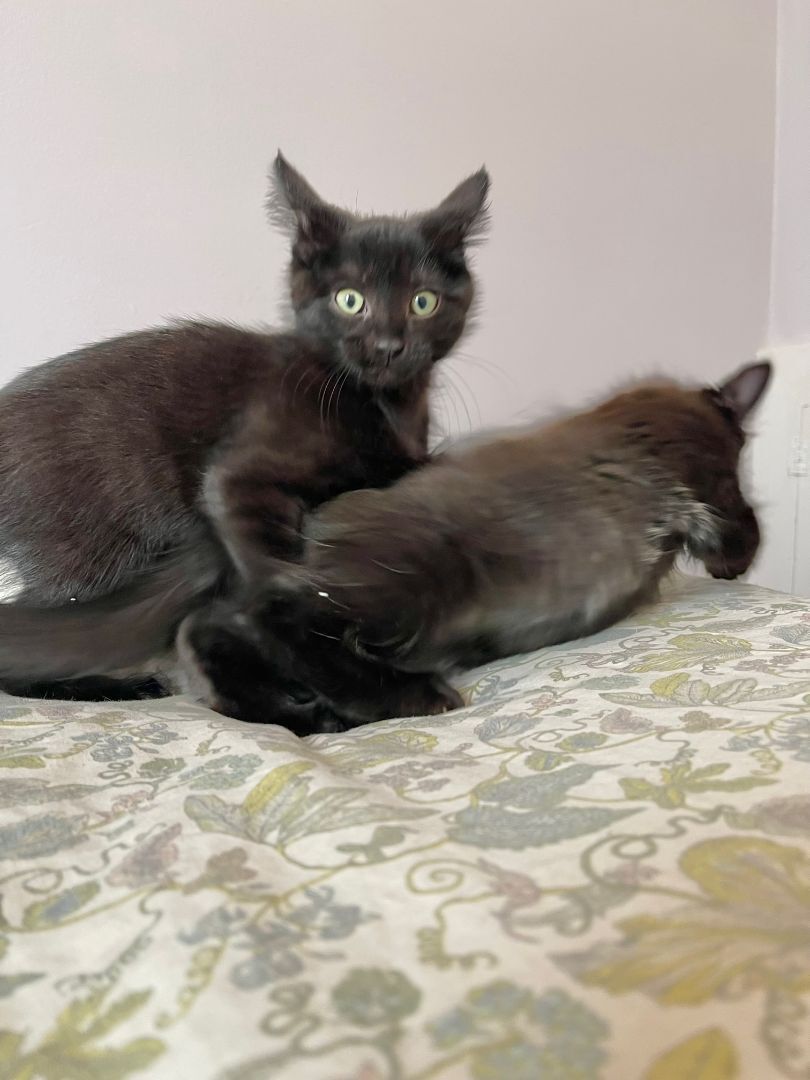 Peach & Mississippi Mud, a Adopted mixed breed in Milwaukee, WI image 4/13