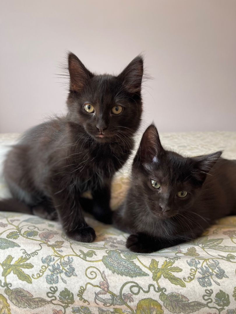 Peach & Mississippi Mud, a Adopted mixed breed in Milwaukee, WI image 5/13