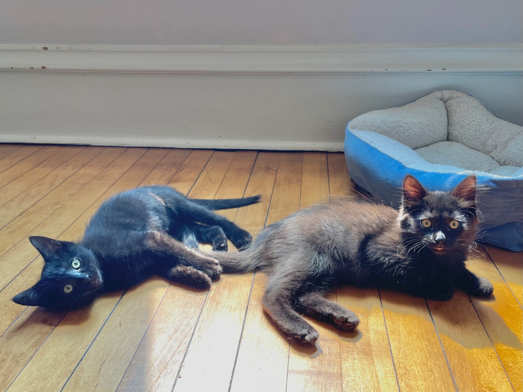 Peach & Mississippi Mud, a Adopted mixed breed in Milwaukee, WI image 6/13