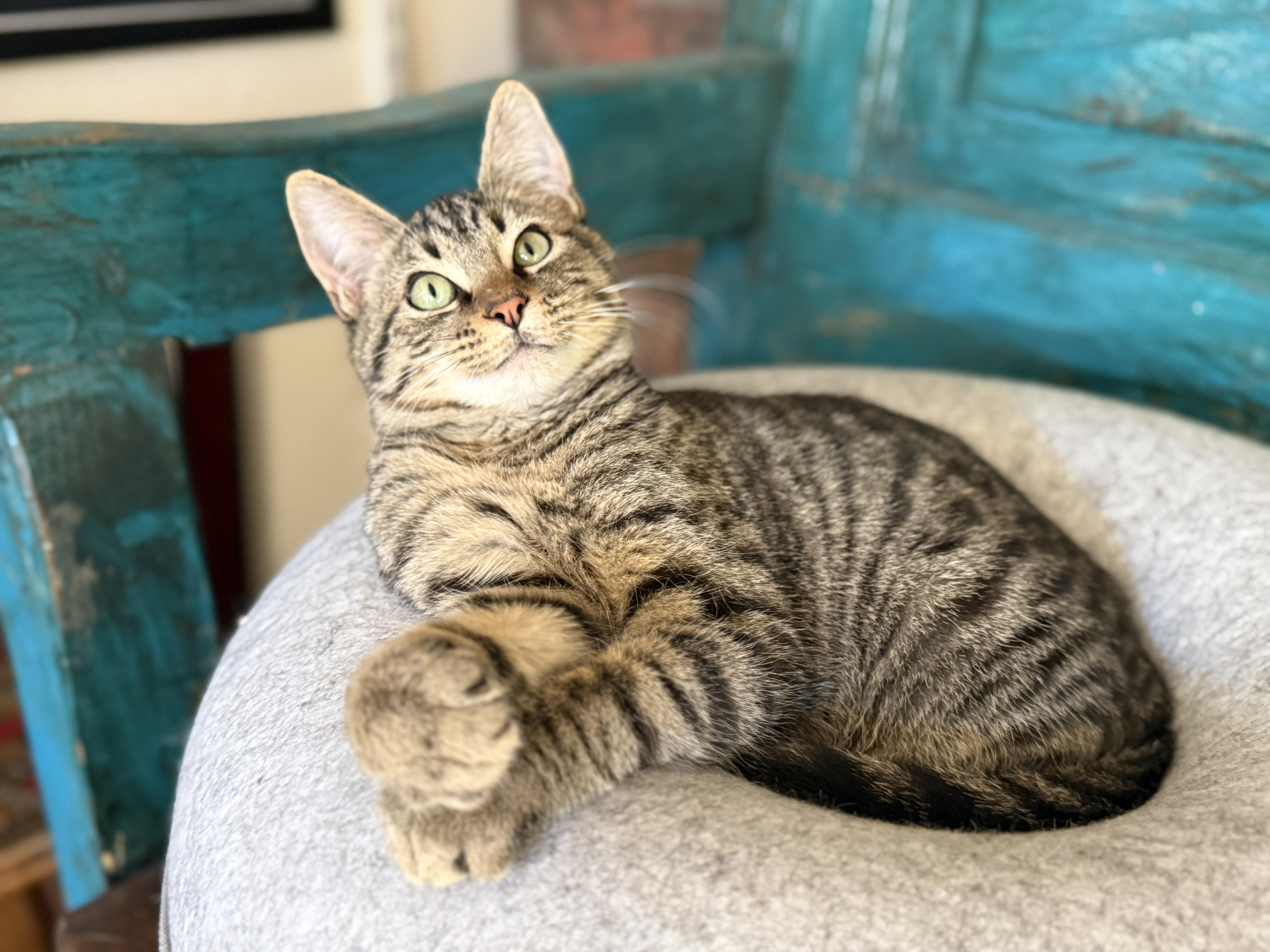 Enlarge Bagel, a ADOPTABLE mixed breed in Keller, TX image 3/6