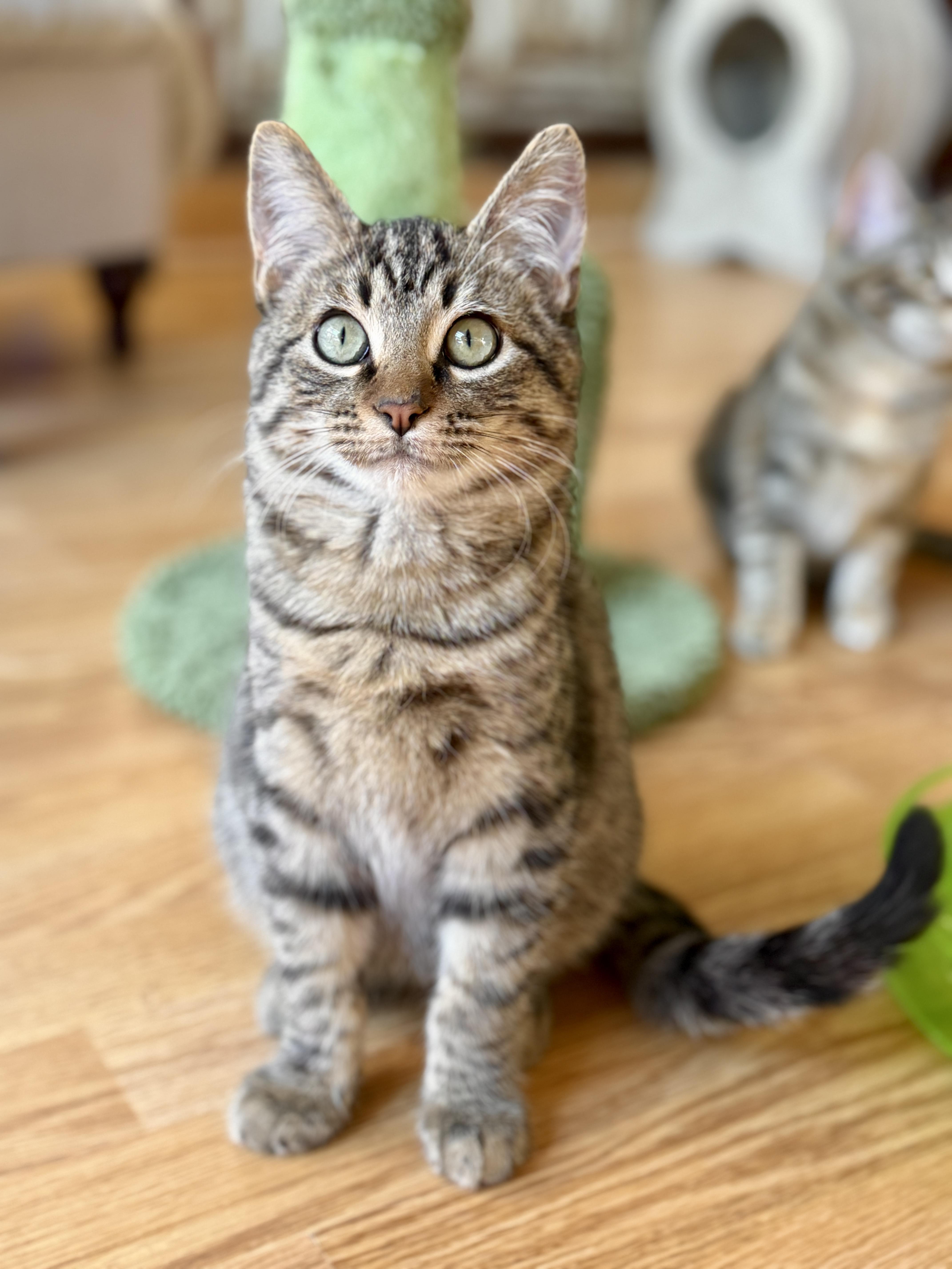 Enlarge Bagel, a ADOPTABLE mixed breed in Keller, TX image 1/6