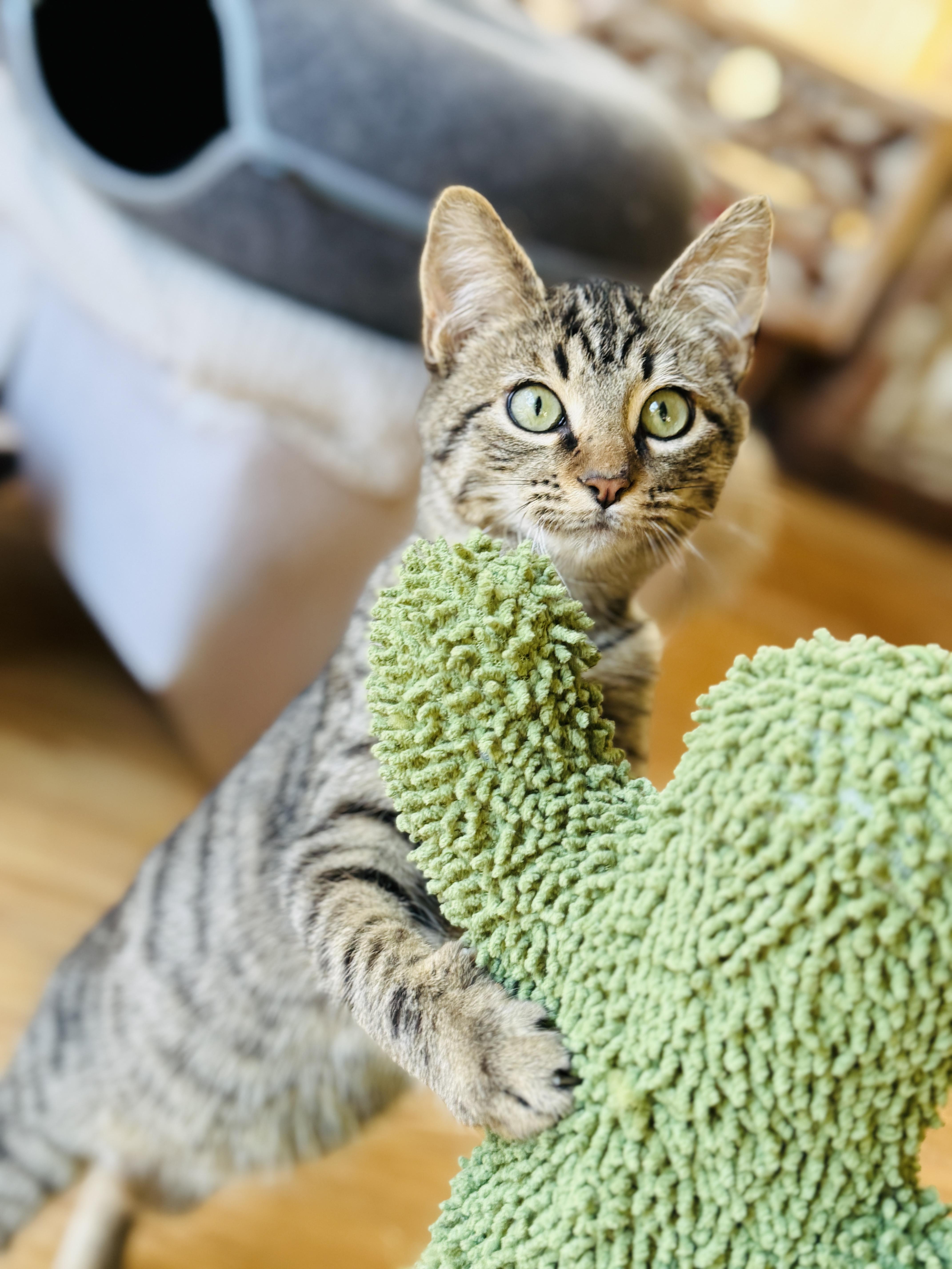 Enlarge Bagel, a ADOPTABLE mixed breed in Keller, TX image 6/6
