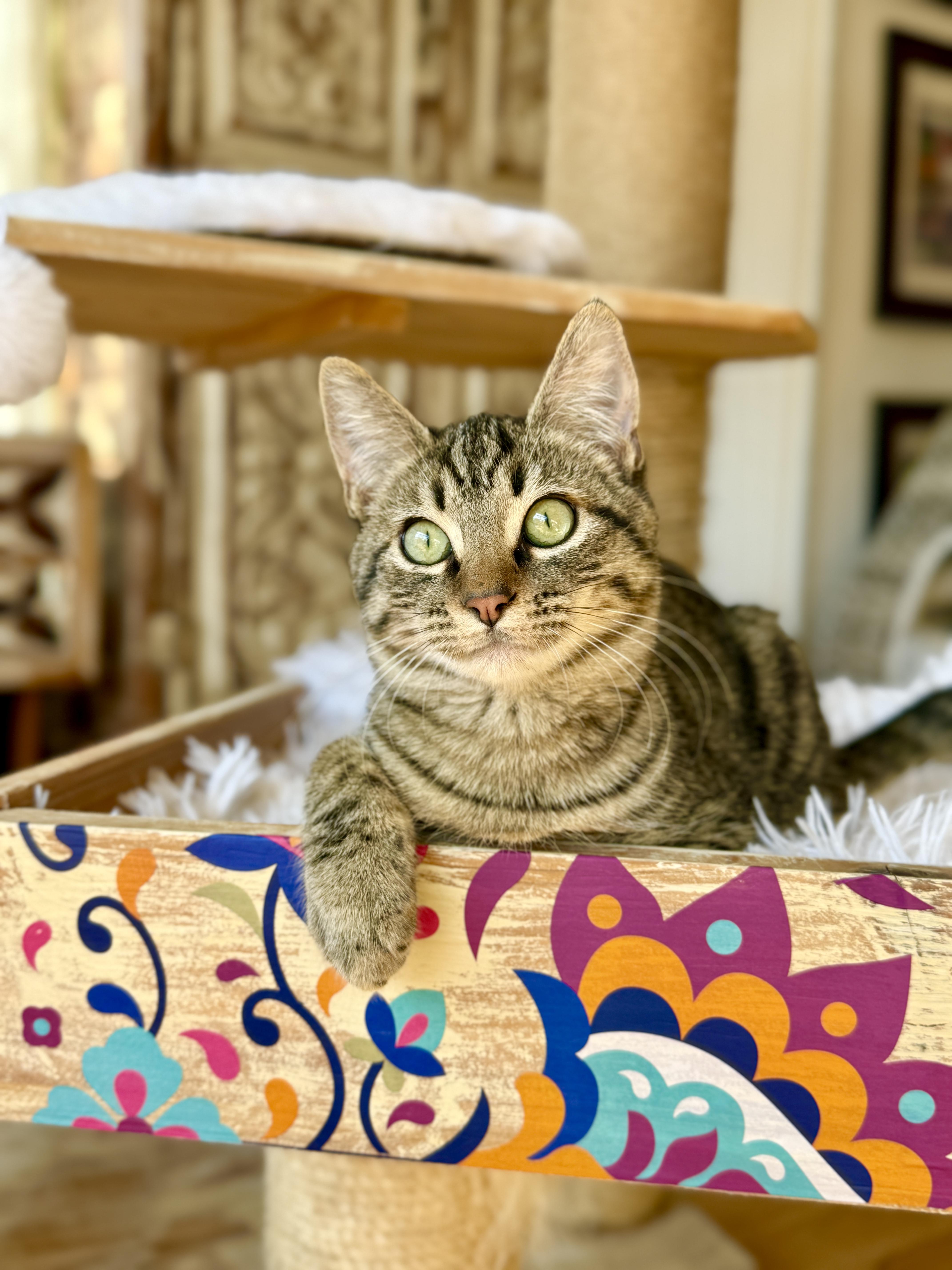 Enlarge Bagel, a ADOPTABLE mixed breed in Keller, TX image 2/6