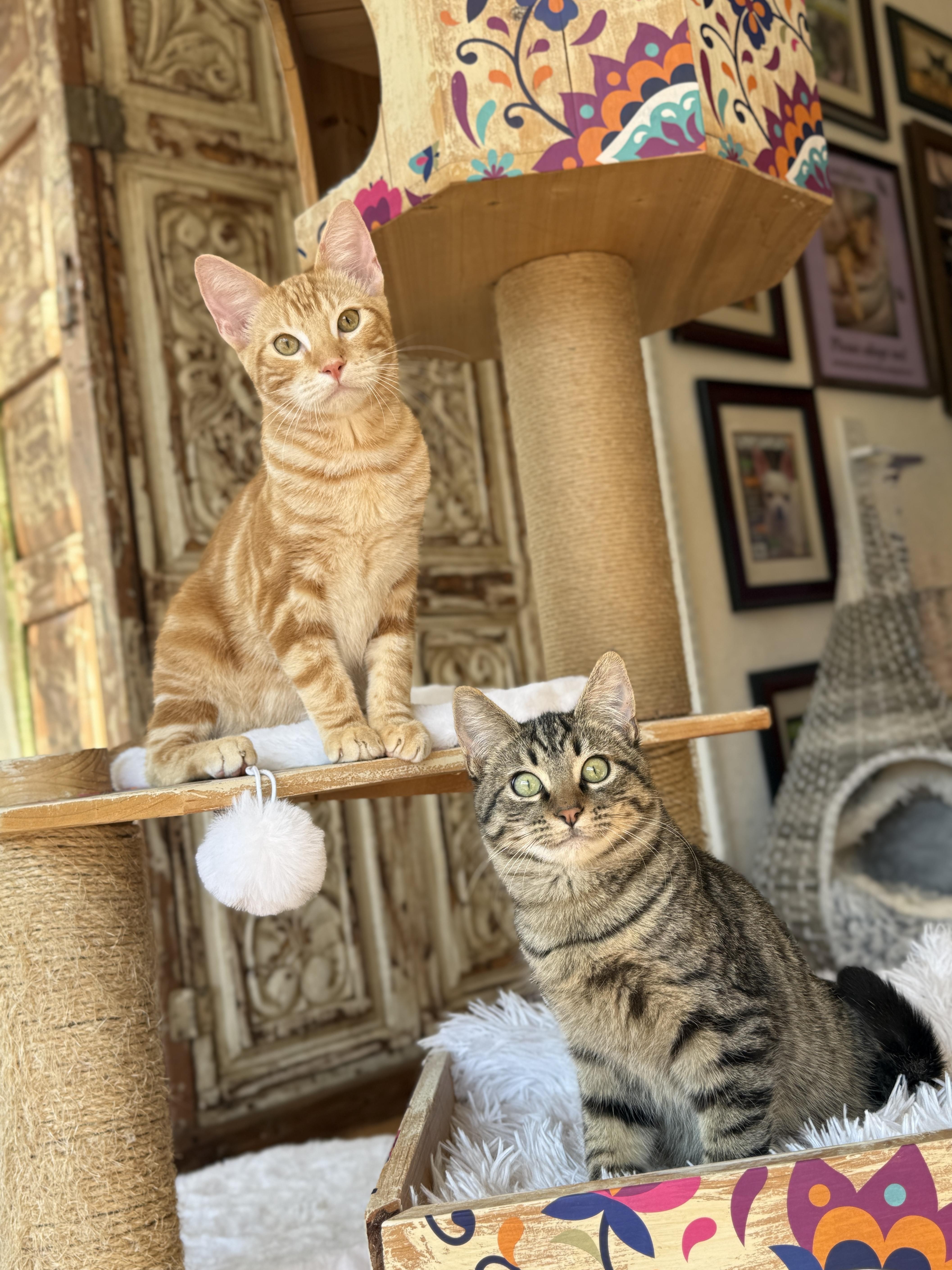 Enlarge Bagel, a ADOPTABLE mixed breed in Keller, TX image 4/6