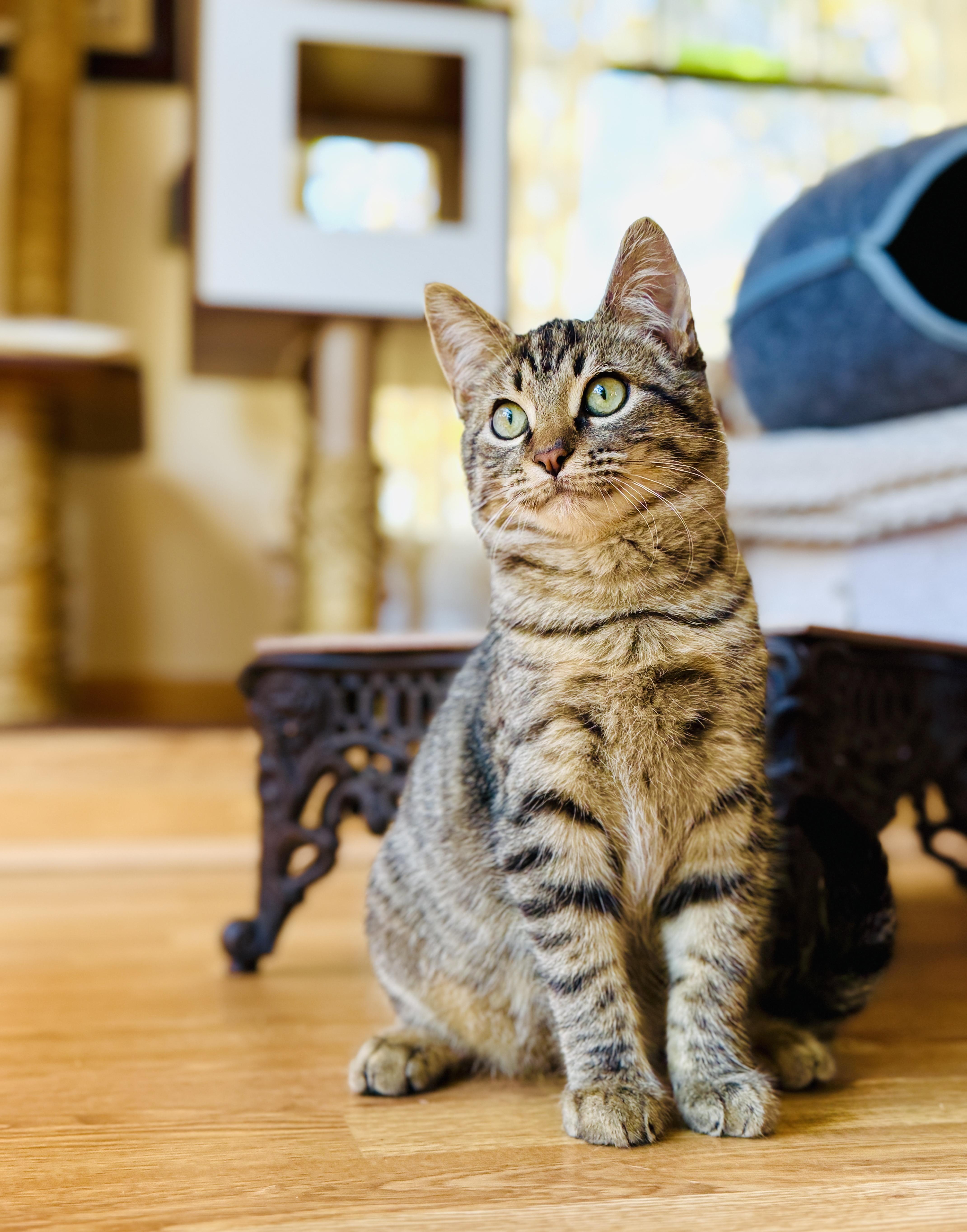 Enlarge Bagel, a ADOPTABLE mixed breed in Keller, TX image 5/6