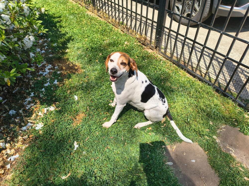 Enlarge Lenny, a Adoptable mixed breed in Mooresville, NC image 1/6