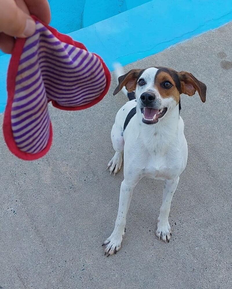 Enlarge Lenny, a Adoptable mixed breed in Mooresville, NC image 4/6