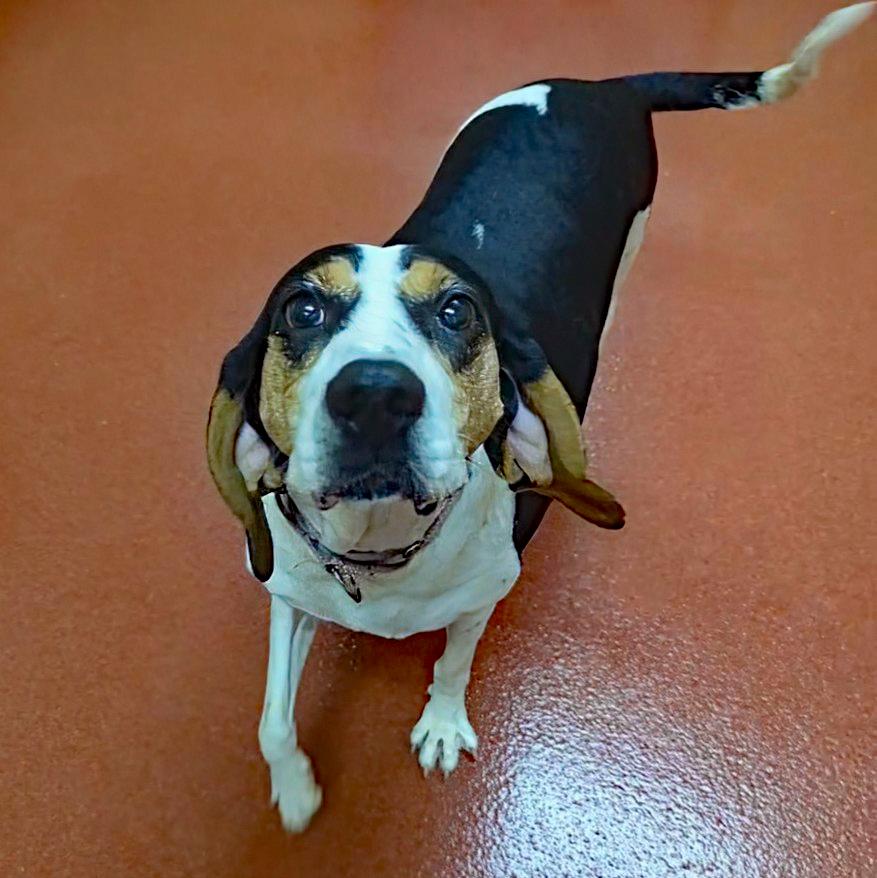 Tequila, a ADOPTABLE Coonhound in Accident, MD image 4/6