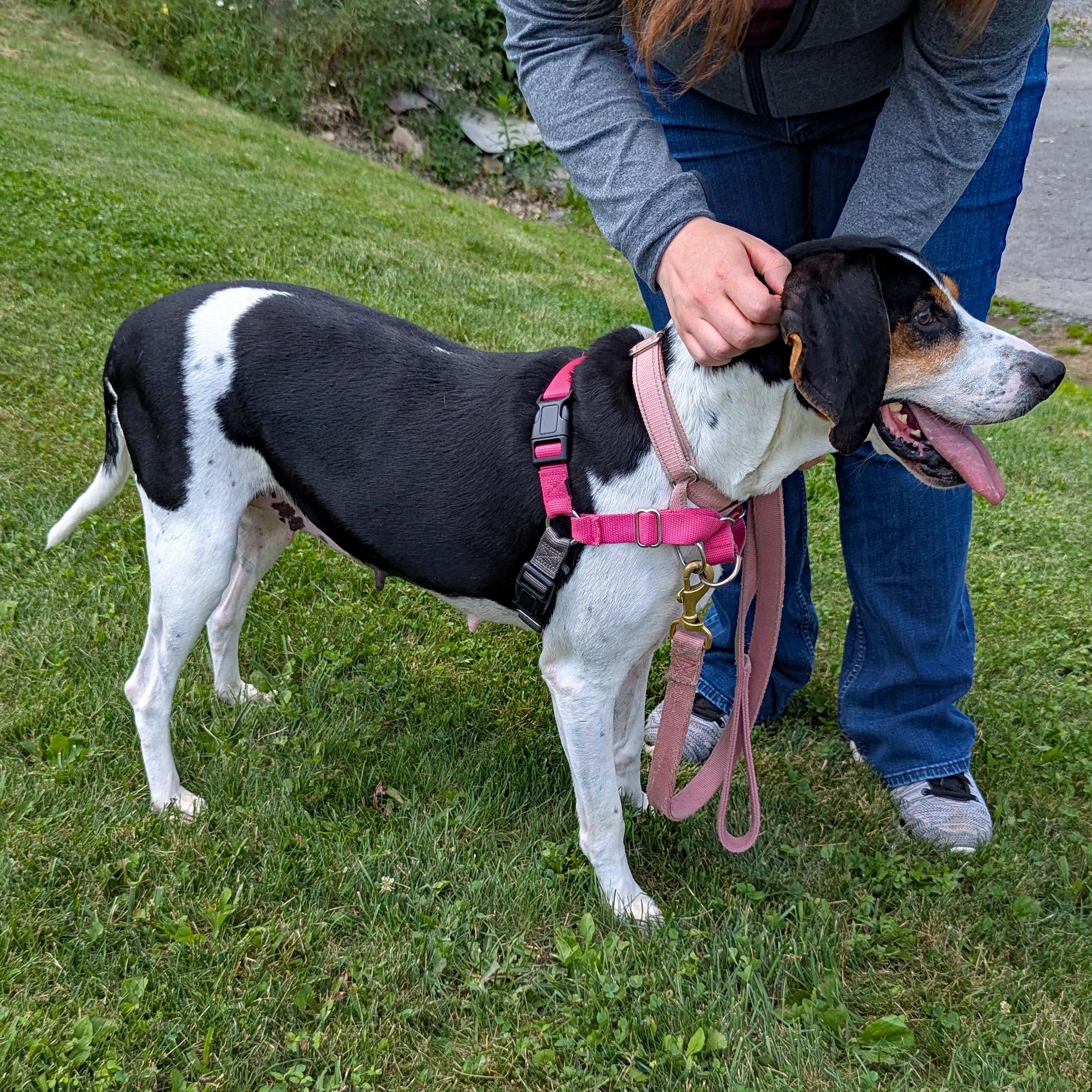Tequila, a ADOPTABLE Coonhound in Accident, MD image 3/6