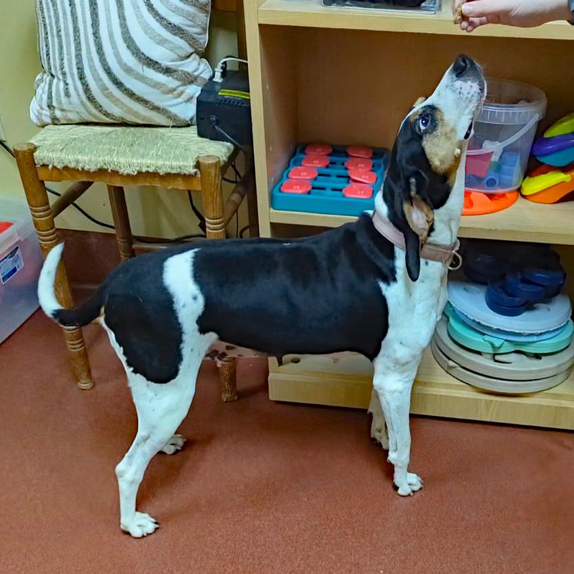 Tequila, a ADOPTABLE Coonhound in Accident, MD image 5/6