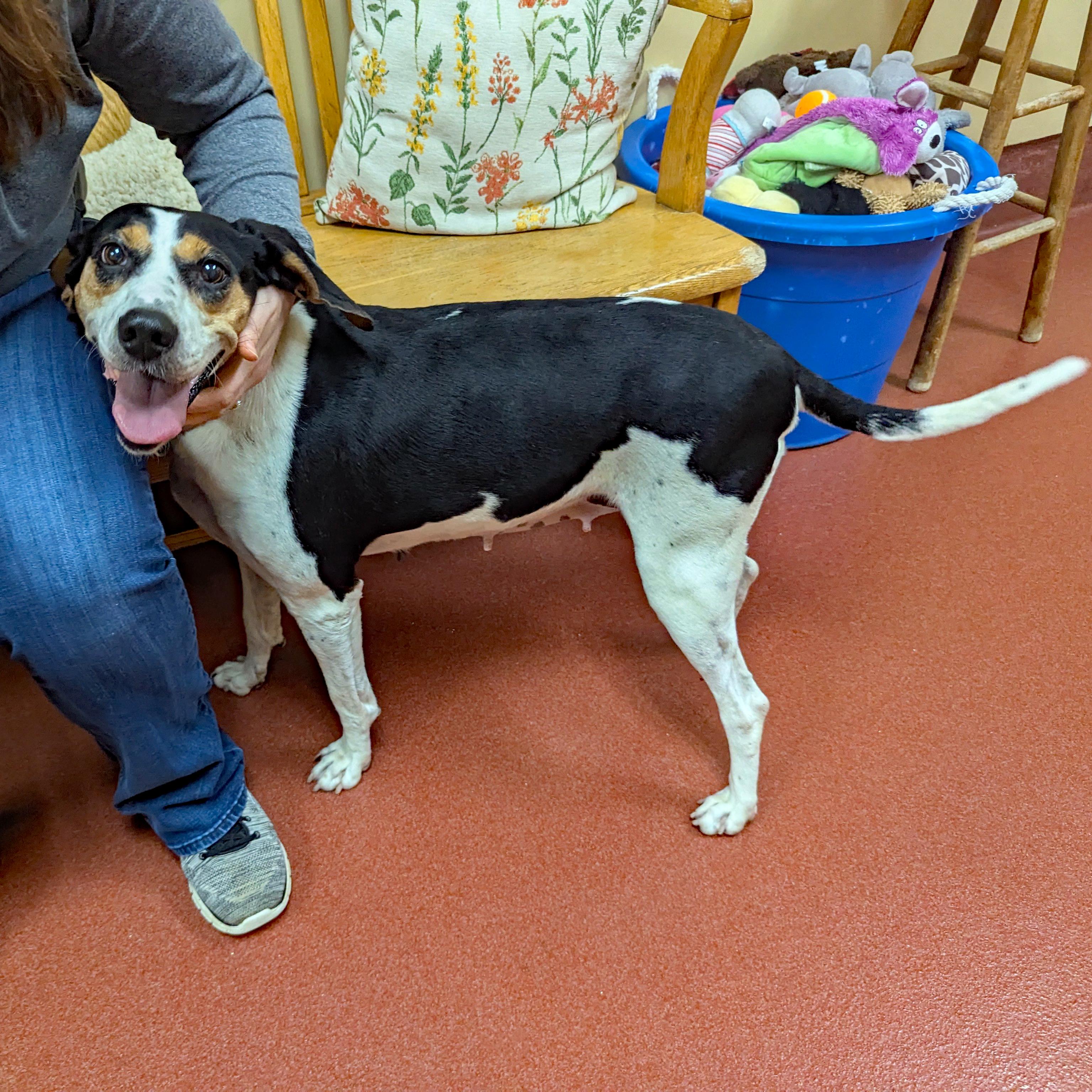 Tequila, a ADOPTABLE Coonhound in Accident, MD image 2/6