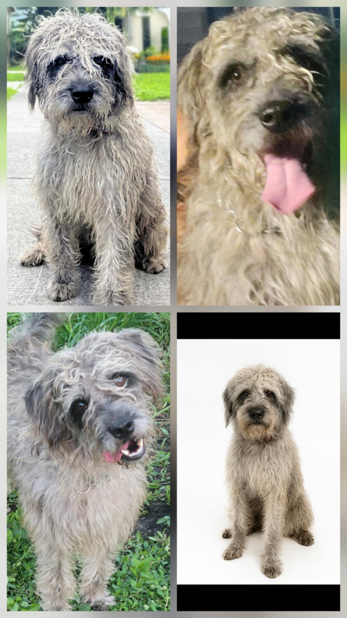 Bowie, Adoptable, Young Male Irish Wolfhound.