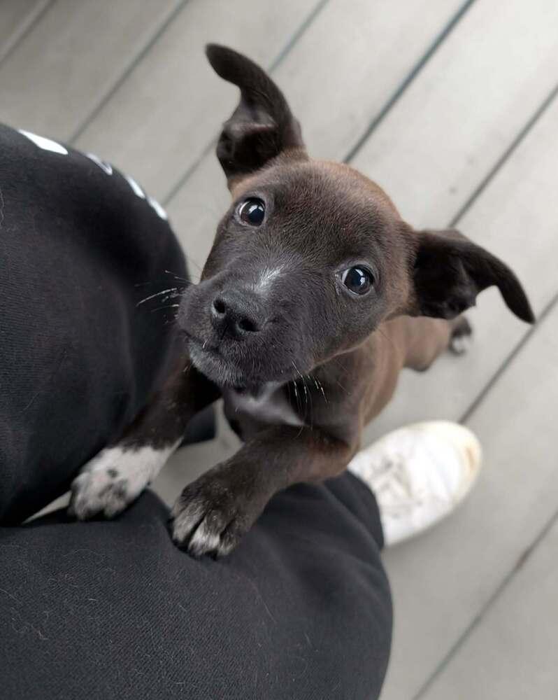 Honeylou, a Adoptable mixed breed in Amherst, NY image 1/5