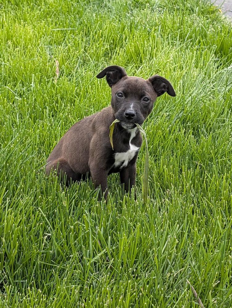 Honeylou, a Adoptable mixed breed in Amherst, NY image 3/5