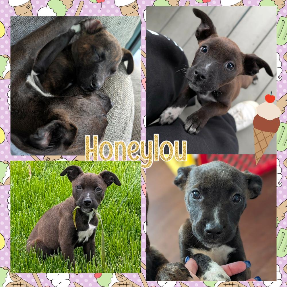 Honeylou, a Adoptable mixed breed in Amherst, NY image 4/5