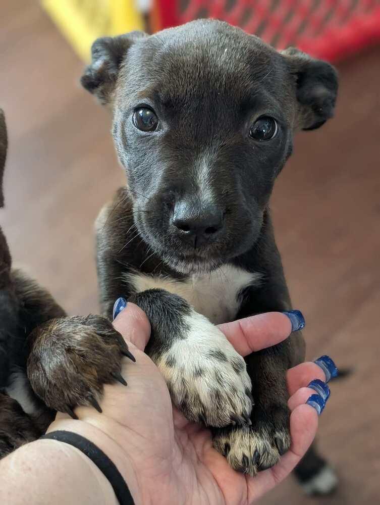 Honeylou, a Adoptable mixed breed in Amherst, NY image 5/5