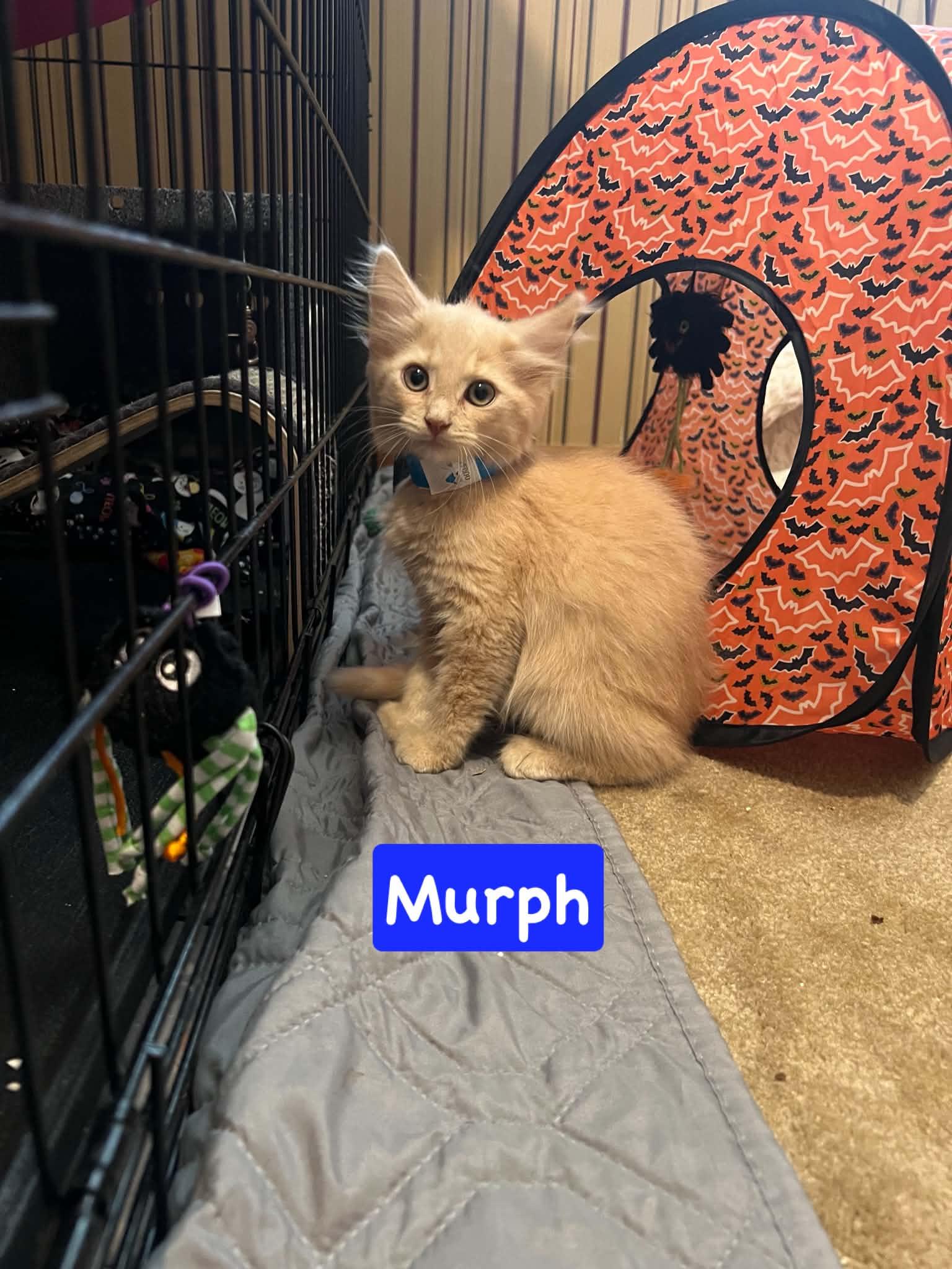 Murph, Adopted, Kitten Male Domestic Medium Hair.