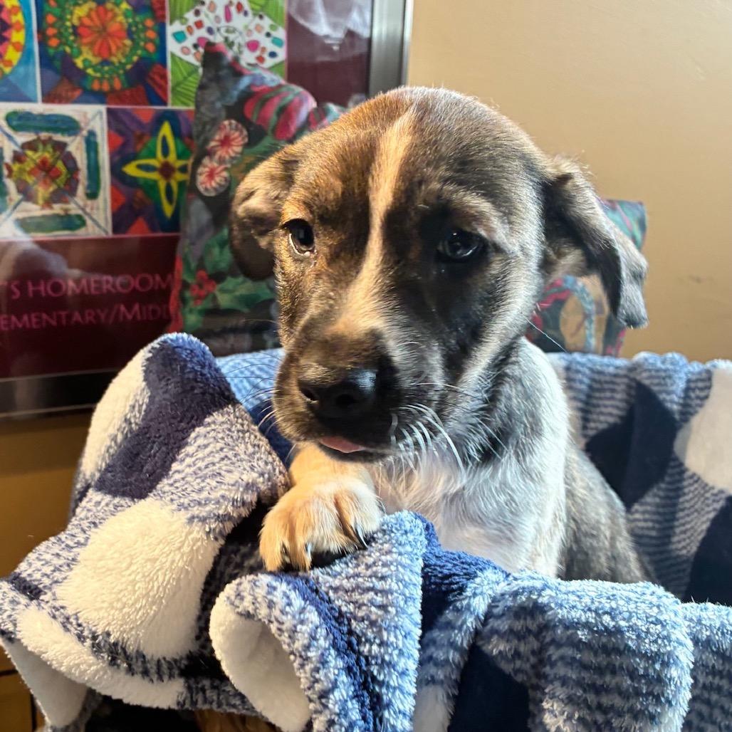 Gideon, Adoptable, Puppy Male Mixed Breed.