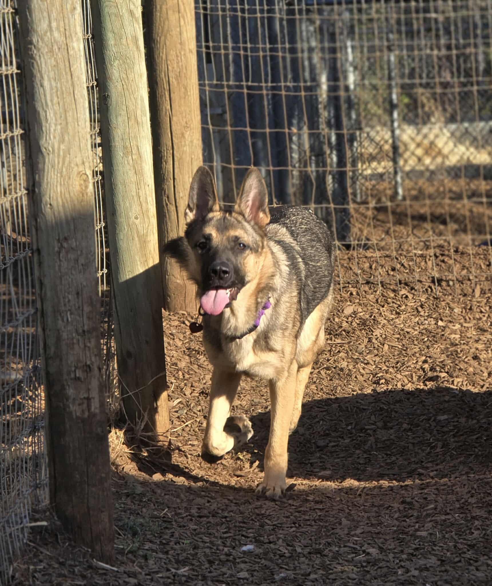 Mimi, an adoptable German Shepherd Dog in Grants Pass, OR, 97526 | Photo Image 4