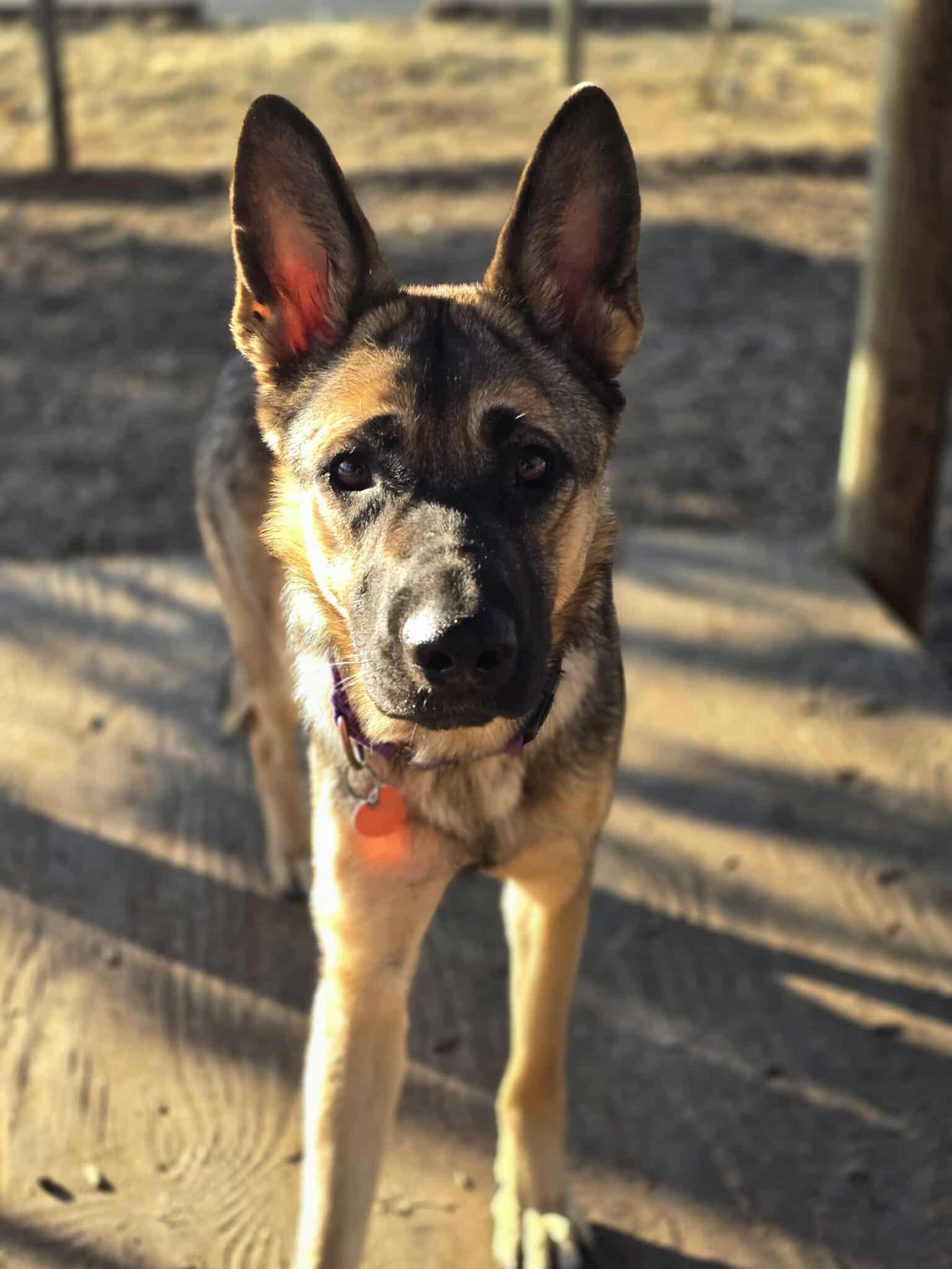 Mimi, an adoptable German Shepherd Dog in Grants Pass, OR, 97526 | Photo Image 3