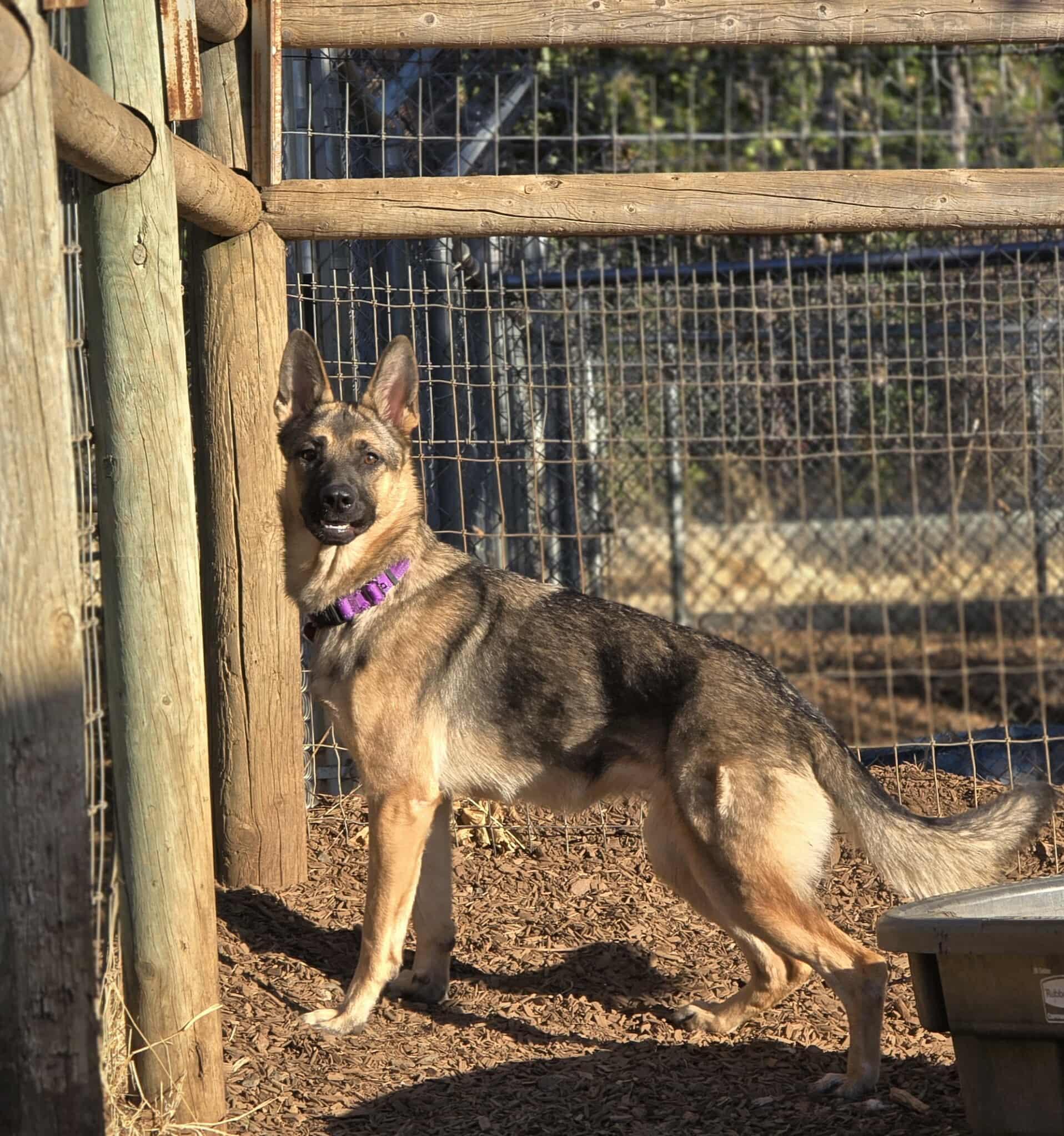 Mimi, an adoptable German Shepherd Dog in Grants Pass, OR, 97526 | Photo Image 1