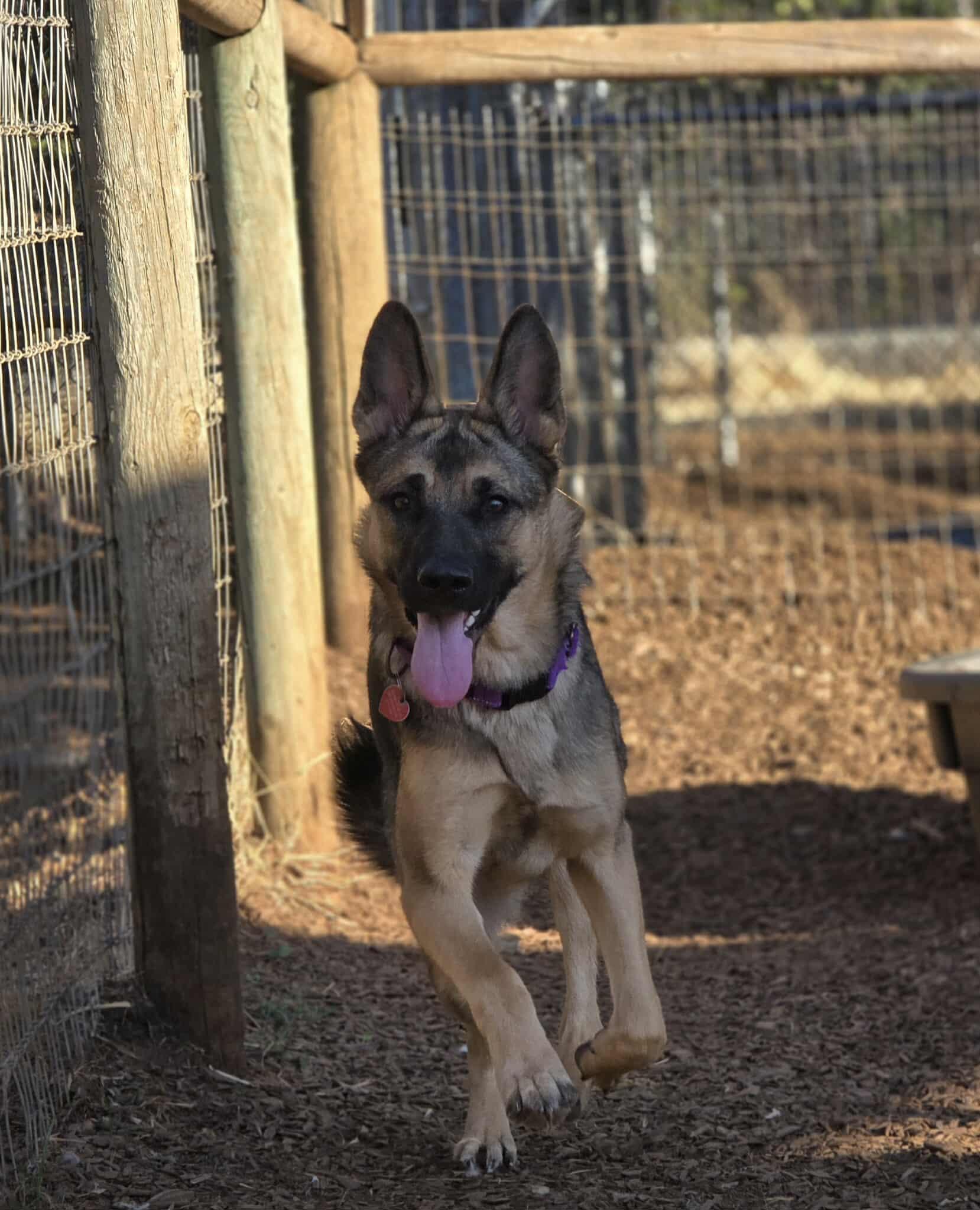 Mimi, an adoptable German Shepherd Dog in Grants Pass, OR, 97526 | Photo Image 2