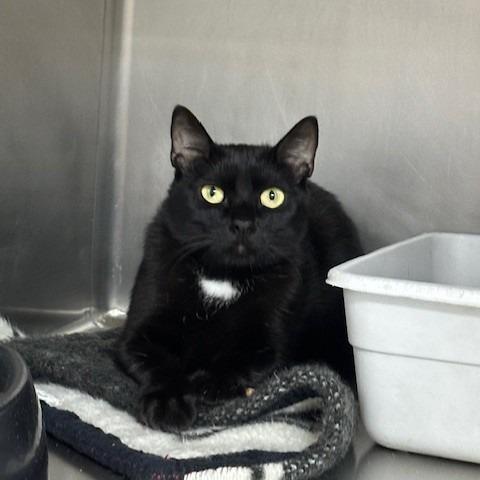 Enlarge Drizzle, a Adoptable Domestic Short Hair in Coos Bay, OR image 1/2