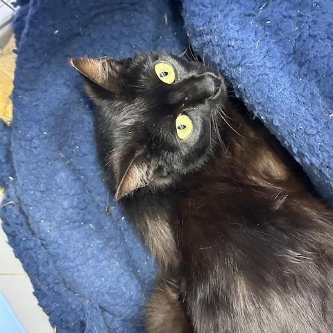 Enlarge Drizzle, a Adoptable Domestic Short Hair in Coos Bay, OR image 2/2