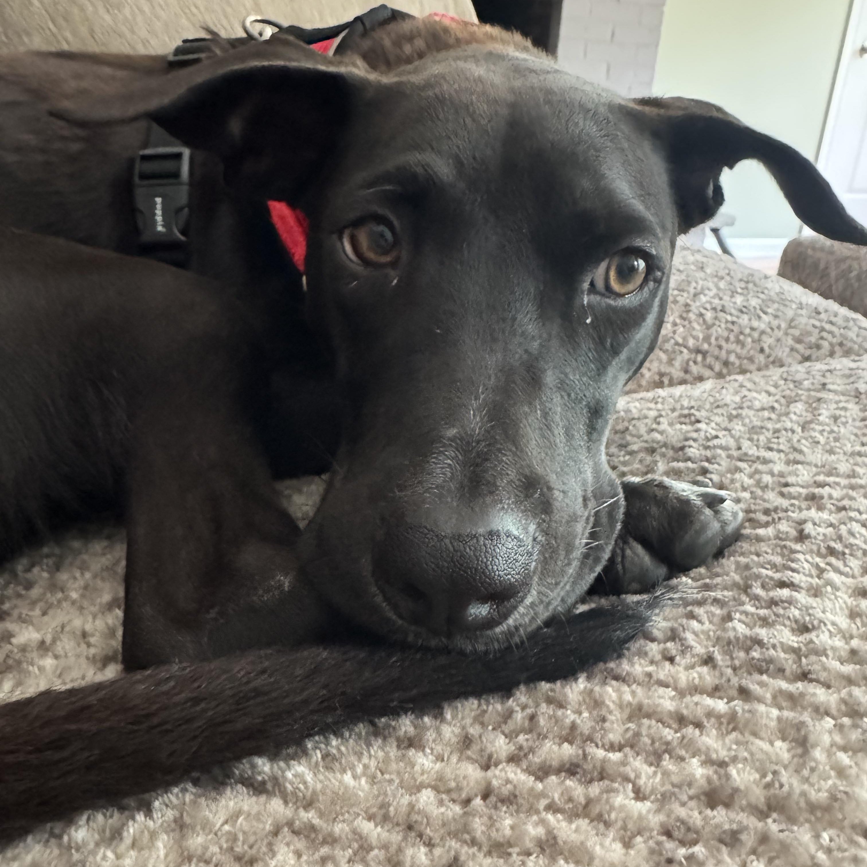 Finn, a ADOPTABLE Mixed Breed in holmdel, NJ image 1/4