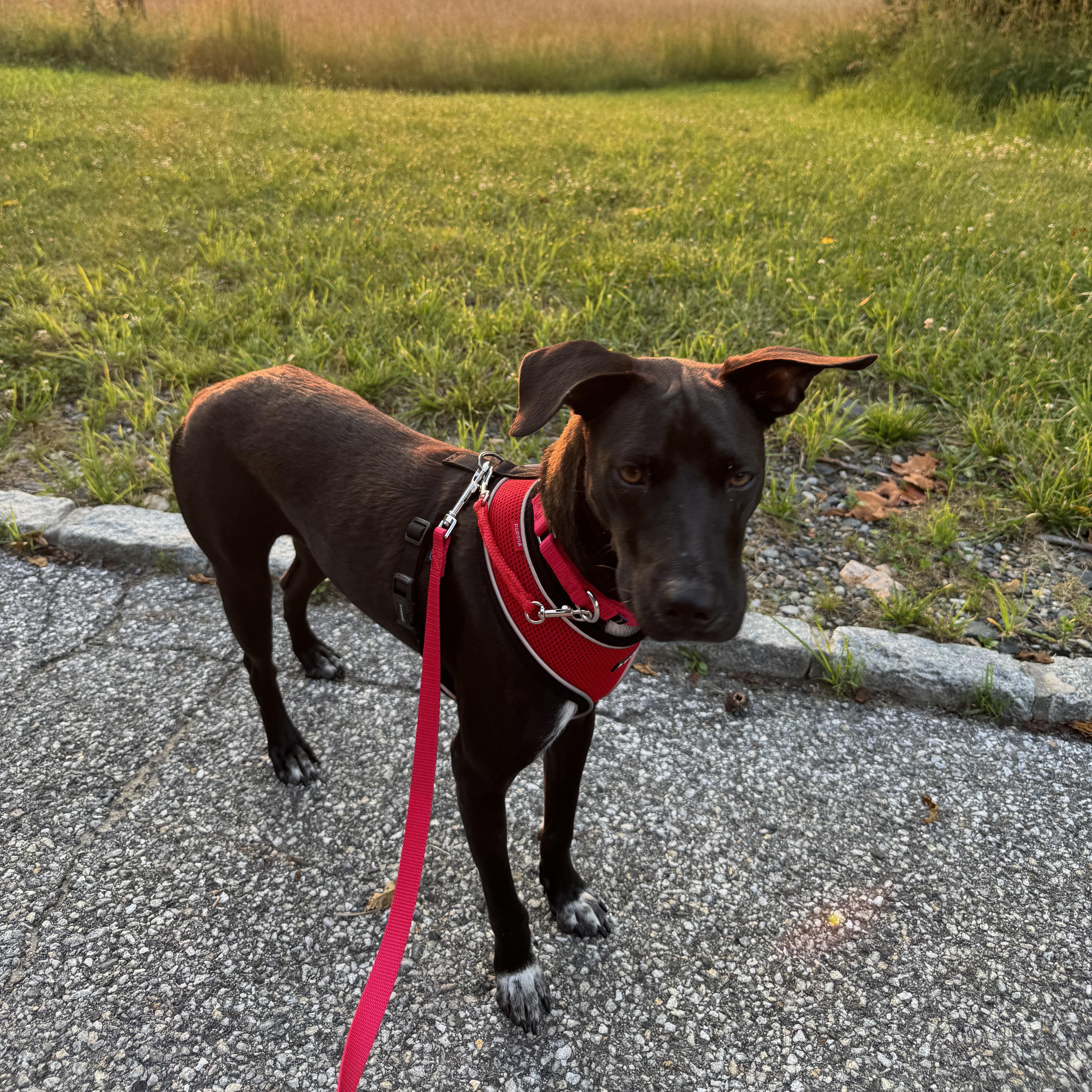 Finn, a ADOPTABLE Mixed Breed in holmdel, NJ image 2/4